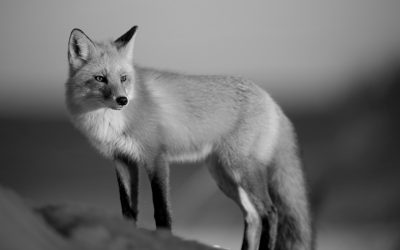 Lay of the Fox