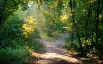Middle-earth and the Slow Violence of Progress